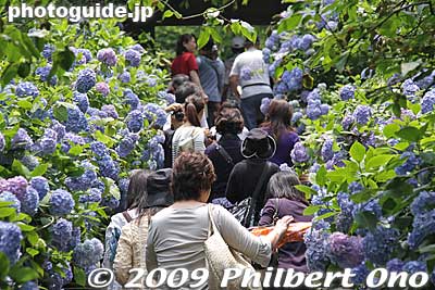 Nicknamed the Hydrangea Temple (Ajisai-dera), Meigetsu-in must have one of Japan's highest concentration of ajisai within its grounds. 
Keywords: kanagawa kamakura meigetsu-in temple zen ajisai hydrangea flowers 