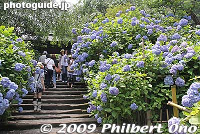 A gate at the end of the main path to the temple hall.
Keywords: kanagawa kamakura meigetsu-in temple zen ajisai hydrangea flowers 