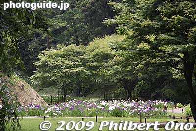 Meigetsu-in's garden is also open to the public in early June when irises are in bloom.
Keywords: kanagawa kamakura meigetsu-in temple zen ajisai hydrangea flowers 