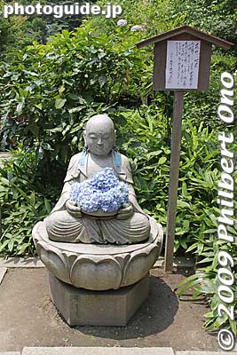 Keywords: kanagawa kamakura meigetsu-in temple zen ajisai hydrangea flowers 