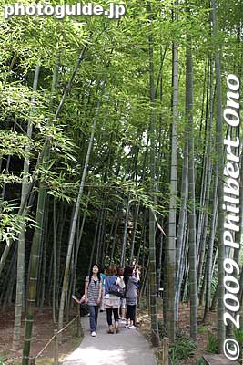 The temple also has a small bamboo forest.
Keywords: kanagawa kamakura meigetsu-in temple zen ajisai hydrangea flowers 