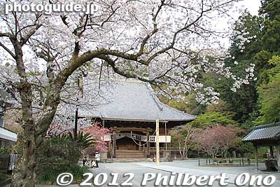 Keywords: kanagawa kamakura myohonji buddhist temple nichiren sakura cherry blossoms
