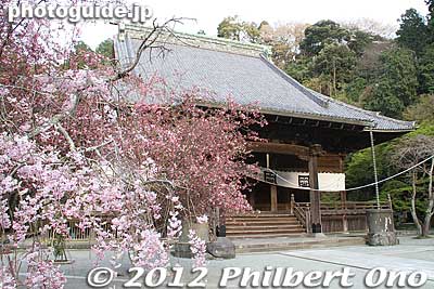 Soshido Hall at Myohonji temple, Kamakura.
Keywords: kanagawa kamakura myohonji buddhist temple nichiren sakura cherry blossoms