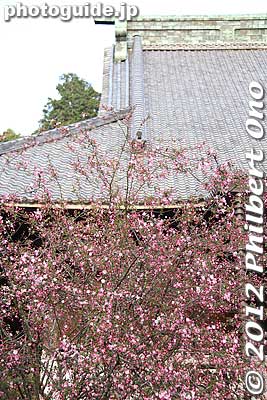 Keywords: kanagawa kamakura myohonji buddhist temple nichiren sakura cherry blossoms