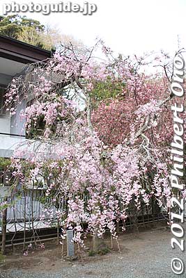 Weeping cherry tree at Myohonji temple.
Keywords: kanagawa kamakura myohonji buddhist temple nichiren sakura cherry blossoms