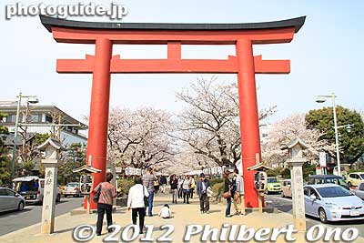 Dankazura path to Tsurugaoka Hachimangu Shrine.
Keywords: kanagawa kamakura tsurugaoka hachimangu shrine cherry blossoms flowers sakura torii