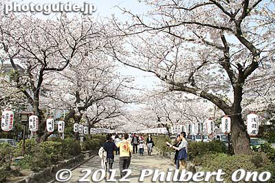 Dankazura path to Tsurugaoka Hachimangu Shrine is lined with many cherry trees which bloom in April (later than in Tokyo).
Keywords: kanagawa kamakura tsurugaoka hachimangu shrine cherry blossoms flowers sakura
