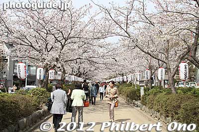 Cherry trees along the Dankazura path to Tsurugaoka Hachimangu Shrine.
Keywords: kanagawa kamakura tsurugaoka hachimangu shrine cherry blossoms flowers sakura