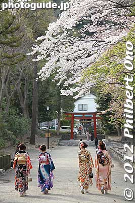 Kimono ladies and cherry blossoms.
Keywords: kanagawa kamakura tsurugaoka hachimangu shrine cherry blossoms flowers sakura