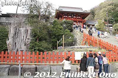 Next to the Stone Steps was a giant gingko tree which fell in a storm in 2010.
Keywords: kanagawa kamakura tsurugaoka hachimangu shrine