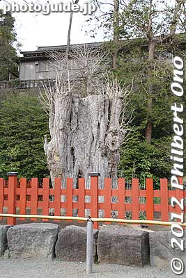 Only a tree stump remains of the gingko tree.
giant gingko tree which fell in a storm in 2010. 
Keywords: kanagawa kamakura tsurugaoka hachimangu shrine