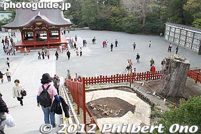 Spot where the gingko tree was.
Keywords: kanagawa kamakura tsurugaoka hachimangu shrine