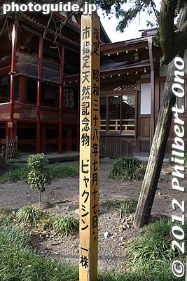 Keywords: kanagawa kamakura tsurugaoka hachimangu shrine