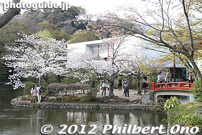 Genpei Pond in a Japanese garden full of cherry blossoms.
Keywords: kanagawa kamakura tsurugaoka hachimangu shrine