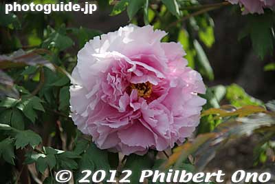 Keywords: kanagawa kamakura tsurugaoka hachimangu shrine japanese garden flowers peony peonies