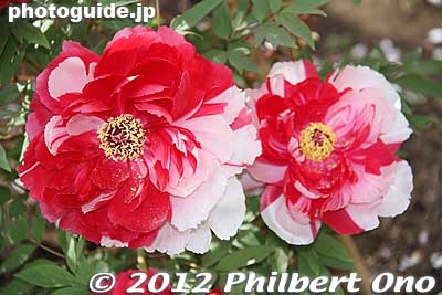 Red and white peonies.
Keywords: kanagawa kamakura tsurugaoka hachimangu shrine japanese garden flowers peony peonies japanflower