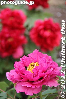 Peonies (botan in Japanese).
Keywords: kanagawa kamakura tsurugaoka hachimangu shrine japanese garden flowers peony peonies japanflower