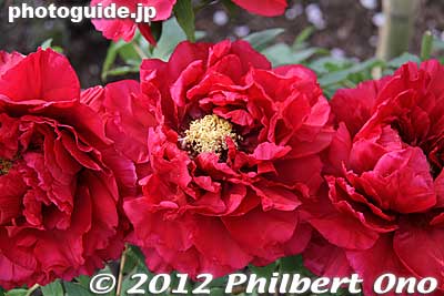 Keywords: kanagawa kamakura tsurugaoka hachimangu shrine japanese garden flowers peony peonies japanflower