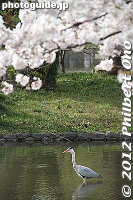 White heron and cherry blossoms.
Keywords: kanagawa kamakura tsurugaoka hachimangu shrine japanese garden flowers cherry blossoms sakura white heron bird