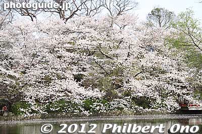 Keywords: kanagawa kamakura tsurugaoka hachimangu shrine japanese garden flowers cherry blossoms sakura