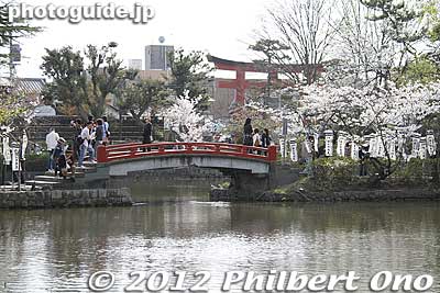Bridge connects to a small island with Benzaiten Shrine.
Keywords: kanagawa kamakura tsurugaoka hachimangu shrine japanese garden flowers cherry blossoms sakura