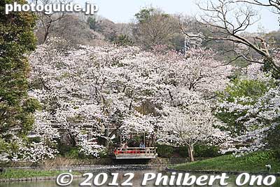 Keywords: kanagawa kamakura tsurugaoka hachimangu shrine japanese garden flowers cherry blossoms sakura