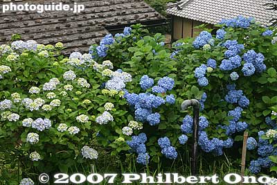 Hydrangea
Keywords: kanagawa kawasaki minka japanese-style folk farm home house thatched roof minkaen japanflower