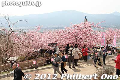 These Kawazu cherry trees bloom in late February to mid-March. They bloom for about a month and have a pinker color than the Somei Yoshino sakura.
Keywords: kanagawa matsuda-machi town kawazu sakura matsuri cherry blossoms flowers trees