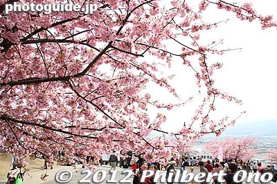 Keywords: kanagawa matsuda-machi town kawazu sakura matsuri cherry blossoms flowers trees