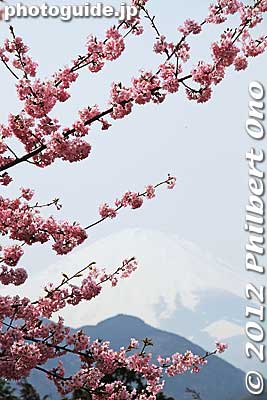 Mt. Fuji and kawazu sakura cherry blossoms in Matsuda, Kanagawa.
Keywords: kanagawa matsuda-machi town kawazu sakura matsuri cherry blossoms flowers trees