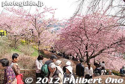 There is a spectacular trail lined with cherry blossoms going down the mountain.
Keywords: kanagawa matsuda-machi town kawazu sakura matsuri cherry blossoms flowers trees