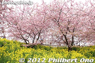 Keywords: kanagawa matsuda-machi town kawazu sakura matsuri cherry blossoms flowers trees nanohana rape