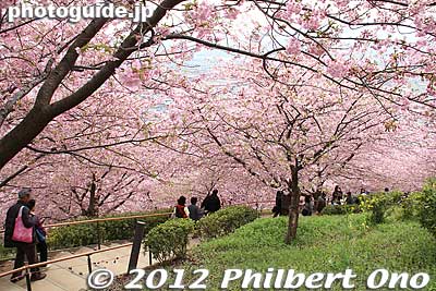 Keywords: kanagawa matsuda-machi town kawazu sakura matsuri cherry blossoms flowers trees rape nanohana