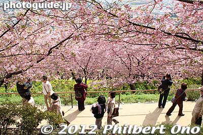 Keywords: kanagawa matsuda-machi town kawazu sakura matsuri cherry blossoms flowers trees rape nanohana