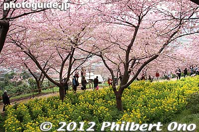 Keywords: kanagawa matsuda-machi town kawazu sakura matsuri cherry blossoms flowers trees rape