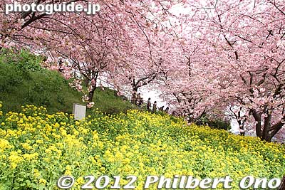 Keywords: kanagawa matsuda-machi town kawazu sakura matsuri cherry blossoms flowers trees rape