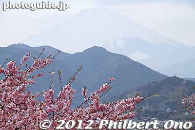 Mt. Fuji from Matsuda, Kanagawa.
Keywords: kanagawa matsuda-machi town kawazu sakura matsuri cherry blossoms flowers trees fujimt