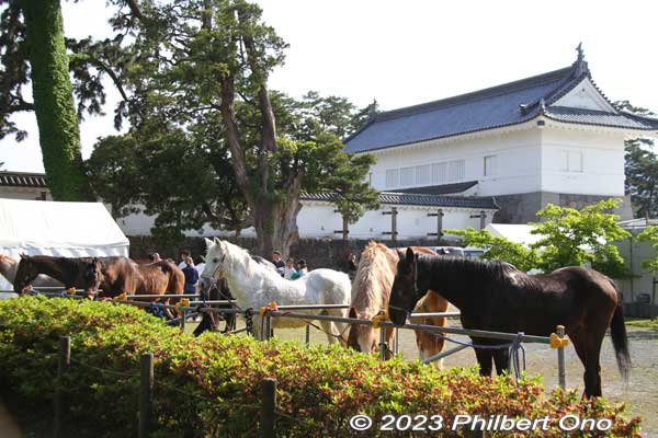 Horses used in the samurai parade. Good job!
Keywords: Kanagawa Odawara Hojo Godai Matsuri Festival samurai parade