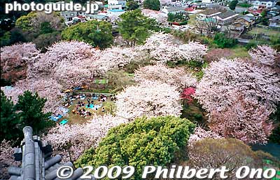 View from Odawara Castle's lookout deck.
Keywords: kanagawa odawara castle cherry blossoms sakura
