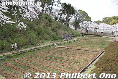 Honmaru East moat, now filled in.
Keywords: kanagawa odawara castle cherry blossoms sakura flowers moat