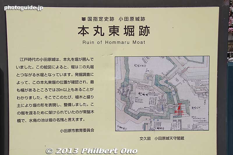 About the Honmaru East moat.
Keywords: kanagawa odawara castle cherry blossoms sakura flowers