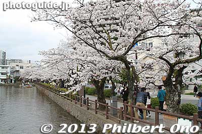 Keywords: kanagawa odawara castle cherry blossoms sakura flowers moat