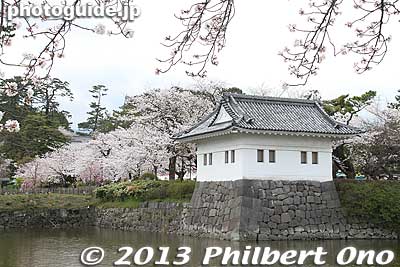 Keywords: kanagawa odawara castle cherry blossoms sakura flowers moat