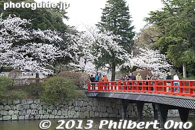 Keywords: kanagawa odawara castle cherry blossoms sakura flowers moat bridge