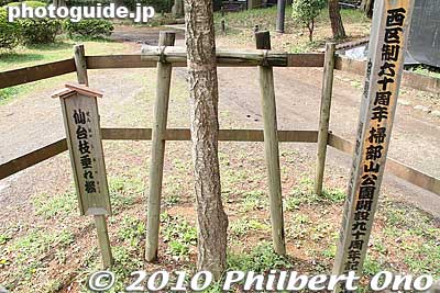 Tree planted to mark the park's 90th anniversary.
Keywords: kanagawa yokohama kamonyama park 