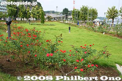 Rose garden
Keywords: kanagawa yokosuka verny park waterfront rose garden