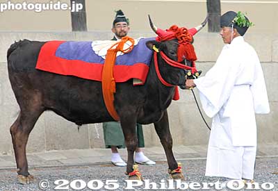 The bull was mooing all the time and was very restless.
Do bulls moo or do they snort? This was making a loud noise.
Keywords: kyoto aoi matsuri festival heian
