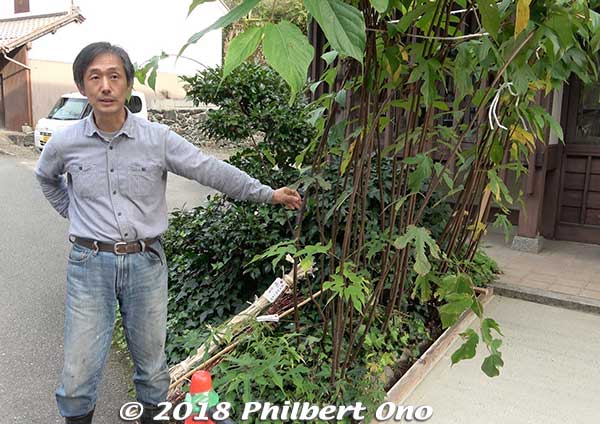 Kurotani washi mainly uses kozo or mitsumata mulberry plants as the raw material. This is our Kurotani washi guide showing us the kozo plants that can grow to three meters high.
They are harvested in autumn by cutting the trunks or branches. They grow kozo mulberry near Ayabe Station. Kozo is called "kago" in Kurotani. 
Keywords: kyoto ayabe Kurotani washi paper making