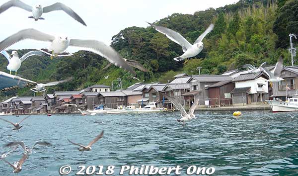 Seagulls expect to be fed by boat tourists. We even got free bird food. But I feared the droppings on me or my cameras. Luckily I came out clean.
Keywords: kyoto ine funaya boat house fisherman village