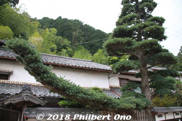 Mukai Shuzo's big Japanese evergreen tree outside, 300 years old.
Ine, Kyoto Prefecture
Keywords: kyoto ine sake brewery japangarden